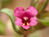 Diplacus rattanii