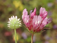 Trifolium microcephalum