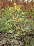 Solanum rostratum