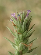 Verbena bracteata