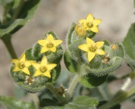 Mentzelia micrantha