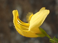 Keckiella antirrhinoides var. antirrhinoides
