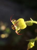 Bolandra californica - Calflora