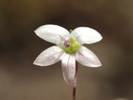 Nemacladus ramosissimus