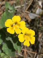 Mimulus moschatus