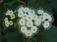 Ageratina adenophora