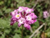 Lantana montevidensis