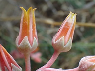 Dudleya lanceolata