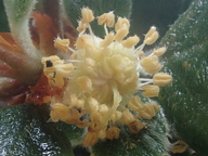 Cercocarpus traskiae