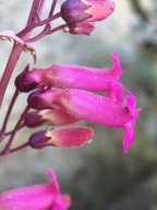 Penstemon clevelandii
