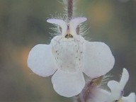 Antirrhinum coulterianum