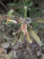 Cordylanthus tenuis ssp. tenuis