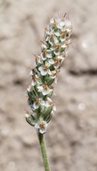 Plantago ovata