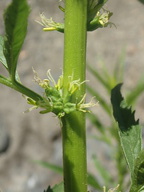 Datisca glomerata