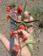 Delphinium cardinale