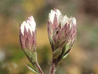 Acourtia microcephala