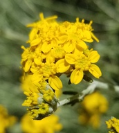 Eriophyllum confertiflorum