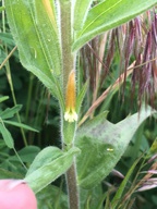 Castilleja minor ssp. spiralis