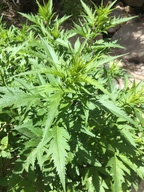 Datisca glomerata