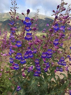 Penstemon spectabilis