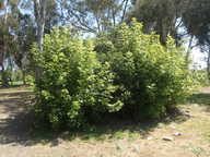 Acer negundo