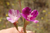 Clarkia purpurea