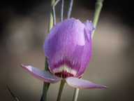 Calochortus greenei