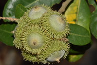 Notholithocarpus densiflorus var. echinoides