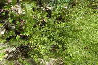 Mentha Xpiperita