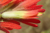 Castilleja affinis ssp. affinis