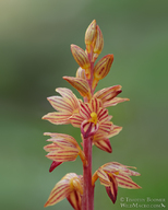 Corallorhiza striata