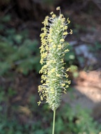 Phleum pratense