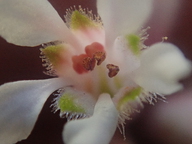 Heuchera caespitosa