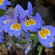 Downingia bacigalupii