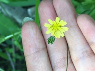 Lapsana communis