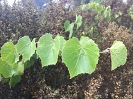 Vitis californica