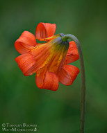 Lilium maritimum
