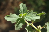 Atriplex serenana var. serenana