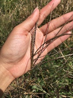 Digitaria sanguinalis