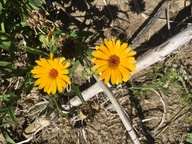 Calendula officinalis