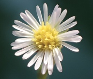 Symphyotrichum subulatum