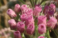 Pluchea odorata var. odorata