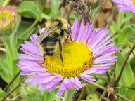 Erigeron glaucus