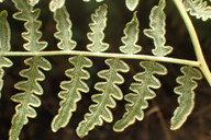 Pteridium aquilinum