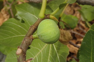 Ficus carica