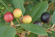 Frangula californica ssp. californica