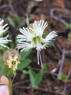 Silene campanulata ssp. glandulosa