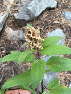 Pedicularis howellii