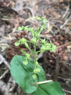 Listera banksiana