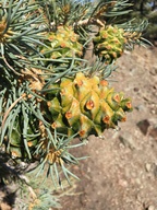 Pinus monophylla